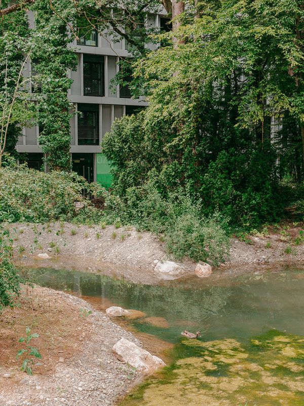 Forêt urbaine du quartier de l'Étang – phytoépuration des eaux